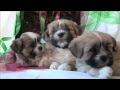 Lyva Merry Christmas Welcome Home Video and Lyrics
