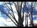 Bus crammed into a tree