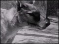 Footage of the Last Tasmanian Tiger