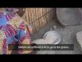 videos de Fairtrade Cotton in Cameroon