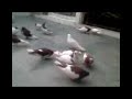 Pellumbat e Elbasanit. (Balli, Qafkuq, Papaz, Rroc) 2