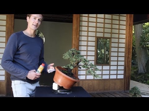 how to fertilize juniper bonsai tree