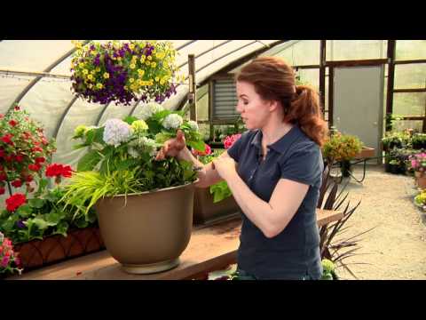 how to transplant hydrangeas from a pot