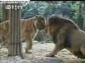 The Tiger Vs ...