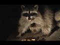 KIDS: Raccoon Platoon