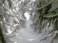 Red Mountain, BC Tree Run