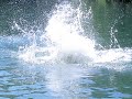 RopeSwing