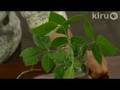 Trisha Shirey and poison ivy: Central Texas Gardener