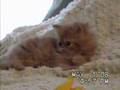 Clyd-A-Scope Persians kittens at play CONTINUED 5-1-2008