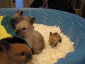 MVI_4805.AVI