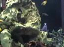 neolamprologus brichardi with brood