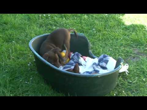 how to train kelpie puppies