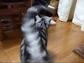 ??????????????(=^?^=)?Please massage me
