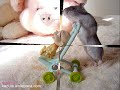 Cute Hamsters - Hamster Dance