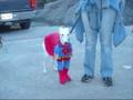 hallowen dogs
