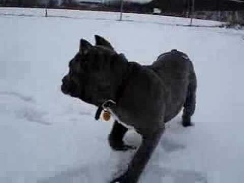 cane corso