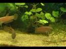 betta macrostoma 8, 9 months old betta macrostoma 8, 9 months old