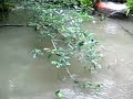 Bosques de la Isla del Coco4