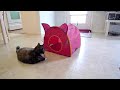 Cat playing with Da Bird toy Cat playing with Da Bird toy