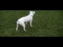 roxy the boxer 2