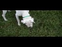 roxy the boxer 2