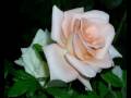 Javiera -Son solo rosas