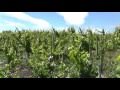 Visiting Veranda in Chile's Bio Bio region