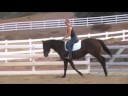 Panda, 3 year old thoroughbred gelding Panda, 3 year old thoroughbred gelding