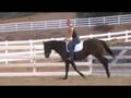 Panda, 3 year old thoroughbred gelding