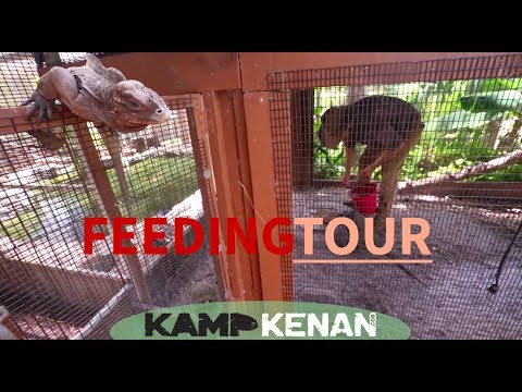 YouTube reptile video