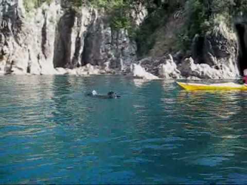kayaking with Mr Seal