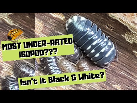 YouTube reptile video