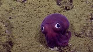 Nautilus Live spots cuttlefish relative