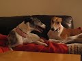 Greyhounds Kissing
