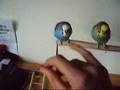 pietje and rietje tricks