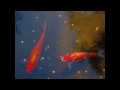 slow fish (a remix of