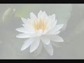 Asuka HINOI - Suiren (Water Lily)
