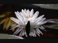 Asuka HINOI - Suiren (Water Lily)
