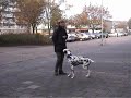 Jumps - Basic movements for canine freestyle