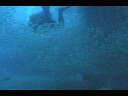 Ultramax HD Camera with ClearVis on the U352 Ultramax HD Camera with ClearVis on the U352