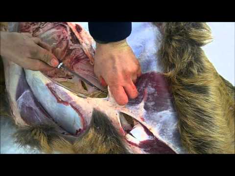 how to skin a musk ox