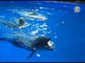videos de 08 12 26 Ukraine Delfini