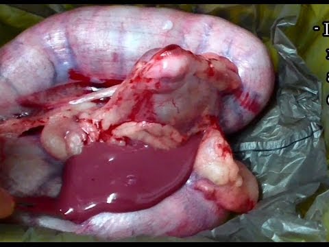 how to cure pyometra in dogs