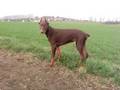 Diego (schönster Dobermann) Biografie