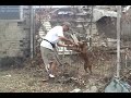 Help KAT 5 rescue animals in harm's way