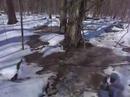 Woods