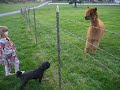 Alpacas!