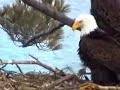 Maine Eagles Mating On  Expected Hatch Day