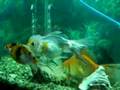 MI ACUARIO VALENCIA EDO. CARABOBO