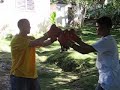1 # Baitoa (Eddy Peña (la Chiva) casi mata a Jonathan con un mata POLLO)
